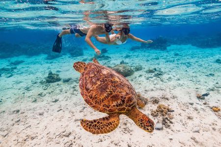 Private Rarotonga Turtle Tour – Lagoon Experience