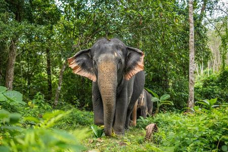 Phuket Elephant Observation Hour and Canopy Walk