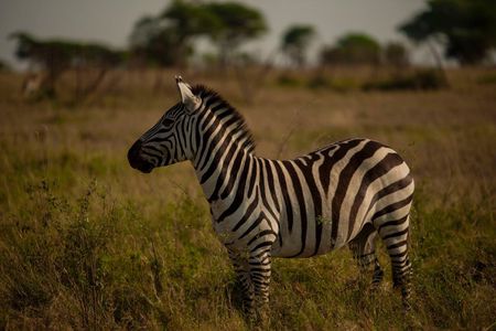 5 Days Northern Tanzania Camping Safari with Meals