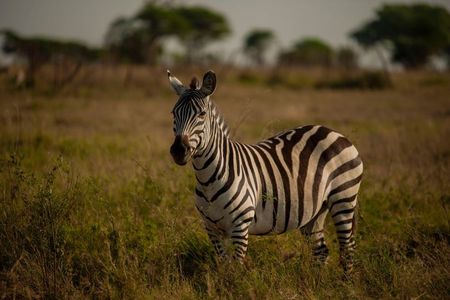 5 Days Tanzania Midrange Group Camping Safari