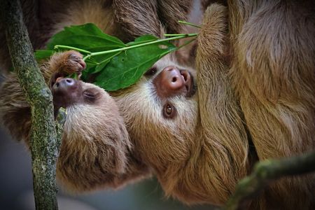 Manuel Antonio Park Nature Guided Tour with a Nature Specialist