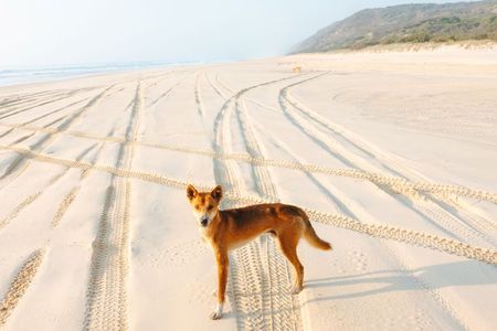 K'gari (Fraser Island) All Inclusive Day Tour