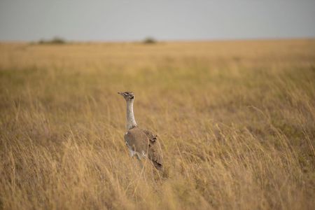 4 Days Tarangire Serengeti and Ngorongoro Mid Range Group Safari