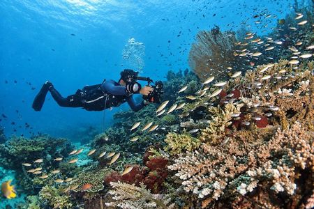 Scuba Diving Menjangan Island