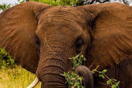 4 Days Tanzania Safari Private Tour