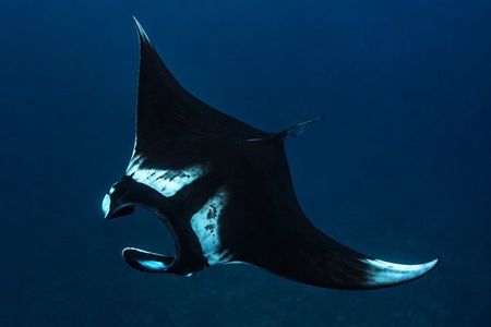 Tamarindo: Private Snorkeling Boat Tour (Photos Included)