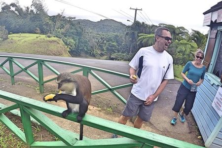 Into the Wild: Grenada Rainforest, Crater Lake & Mona Monkeys!