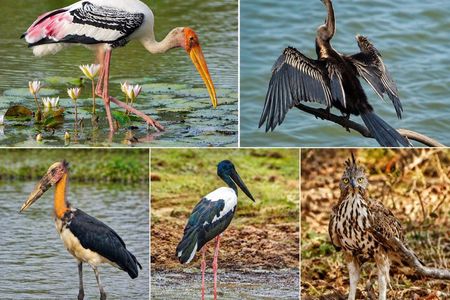 Bundala National Park Safari with Expert Driver