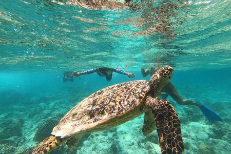 Snorkeling Sea Turtle Experience