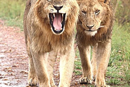 3-Day Tsavo East, Ngutuni Sanctuary & Lugard falls.