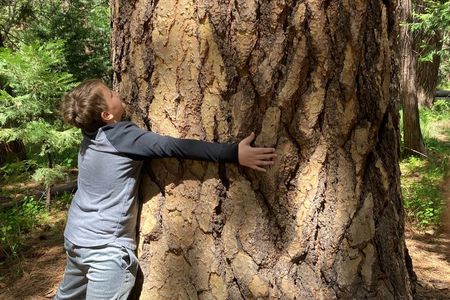 The Evolution of Yosemite: 3-Hour Walking Tour