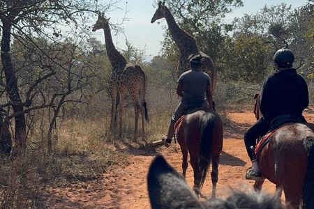 Exhilarating Horseback Safari from Johannesburg