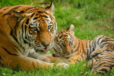 3-Day Ranthambhore Tiger Tour to Agra and Jaipur from Delhi