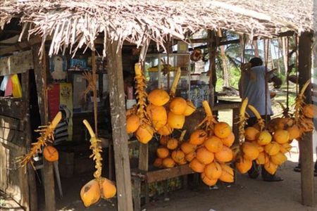 Coustomize Multiday Tour Around Sri Lanka with Bed & Breakfast