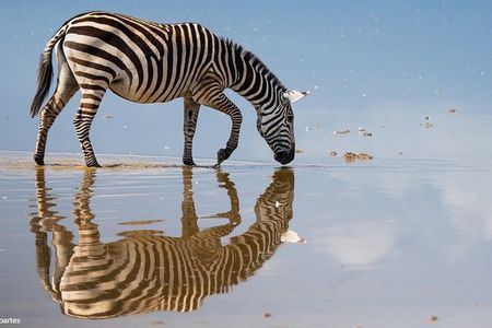 Private Tour Nairobi National Park, Giraffe Centre, Karen Blixen