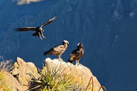 Colca Canyon One Day Tour Hike Condor Viewpoint Inca Trail