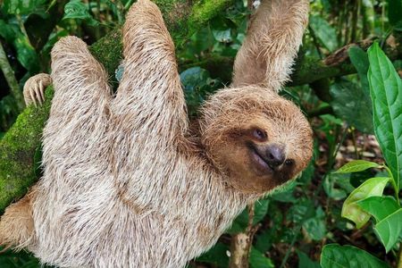 Private Tenorio Volcano & Sloth Reserve Tour with Lunch