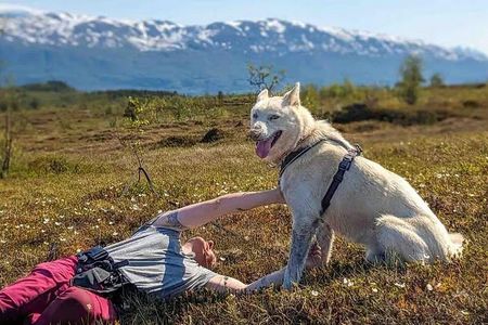 A Husky Walk To Remember In Lapland