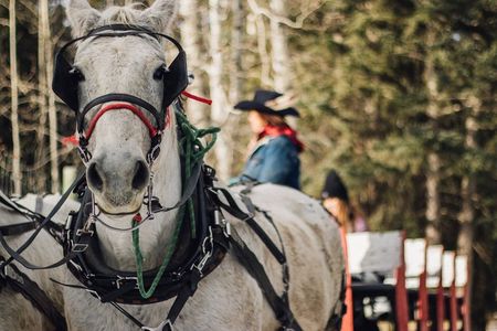 30 Minute Shared Winter Sleigh Ride Experience in Kananaskis