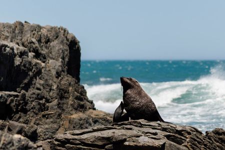 Seal Coast Safari - Exclusive access to Wellington's secret coast