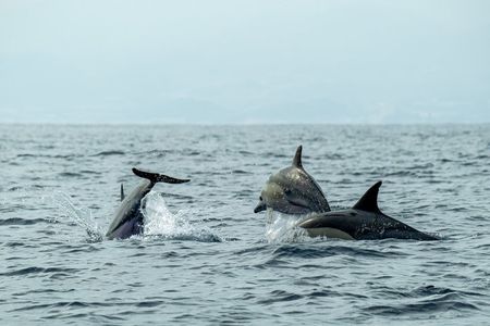 2.5 Hours Sunset Boat Tour in Search of Dolphins