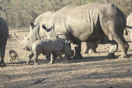 Mosi-oa-Tunya National Park Safari Game Drive and Rhino Walk