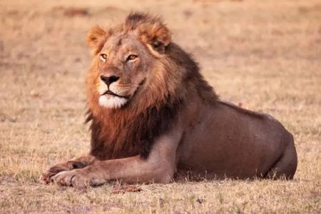Chobe National Park Day Trip from Livingstone