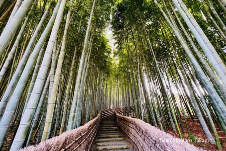 Kyoto Private Tour with Licensed Guide: 100% Customizable