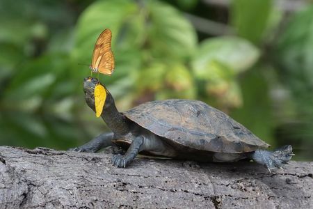 4 Day Tambopata Jungle Tour with Local Guide
