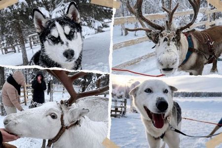 Ultimate Combo! Husky Safari & Reindeer Sleigh Ride