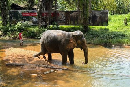 Khao Lak Elephant Sanctuary Walk with Optional Pickup – 2 Hours