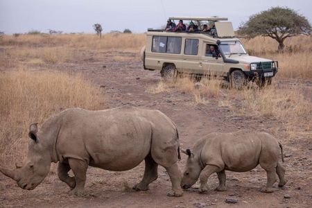 Half-Day Guided Tour in Nairobi National Park; City Skyline
