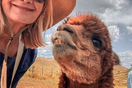 Smooth Alpaca Palooza in Colorado
