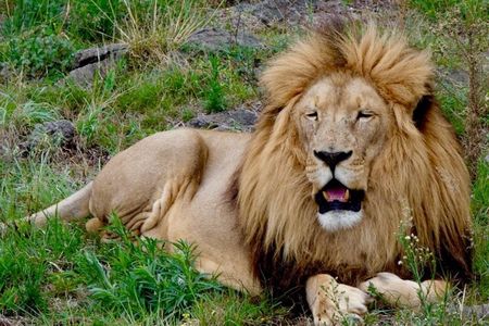 Cradle of Humankind, Lesedi Cultural Village & Lion's Park