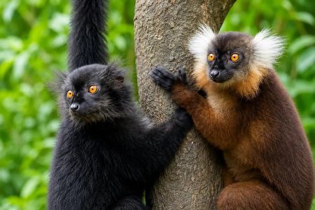 Nosy Be: Exclusive 3 day Tour of top attractions