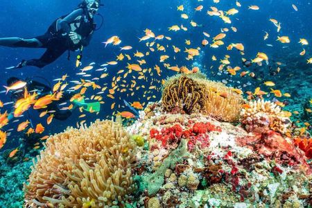 Scuba Diving , Snorkeling , and Swimming in Jeddah