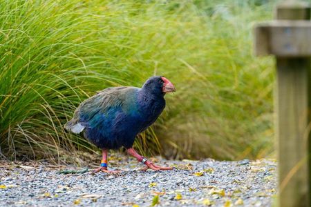 Zealandia by Day: Small group native forest and wildlife tour
