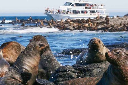 Phillip Island Wildlife and Penguin Tour with Cruise Option
