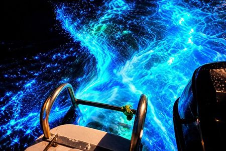 Bioluminescence Tour– A Gentle Journey into Nature’s Magic