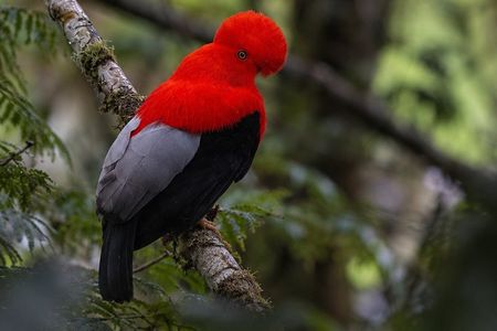 Mindo Cloud Forest Birdwatching I Private Day Tour