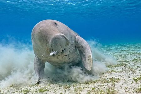 Coron Island Adventure Snorkeling Dugong Watching and More
