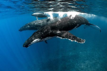 Half Day Whale Watching in a Small Shared Group