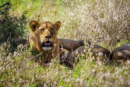 2 Day Tour Tsavo East Safari from Mombasa