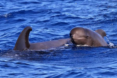 Whale Watching and Marine Science Tour