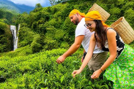 Nuwara Eliya Tea Plucking and Tasting Waterfalls Tours