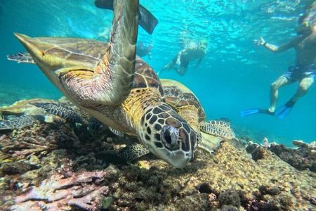 Muscat: Daymaniyat Island Snorkeling Amazing Trip