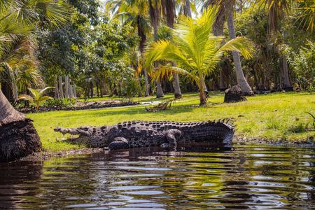 Tour Cocodrilos en Ventanilla, Mazunte, Zipolite+ Libera tortugas