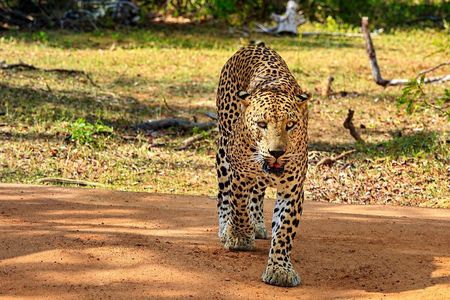 Evening Safari - Yala National Park with Janaka safari - 02.00 pm to 06.30 pm