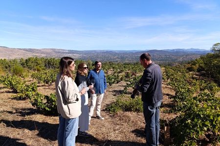 Madrid Wineries Half-Day Wine Tour With Hotel Pickup