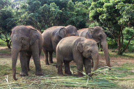 Premium Half-Day Ethical Elephant Care Experience Max 9 Guests